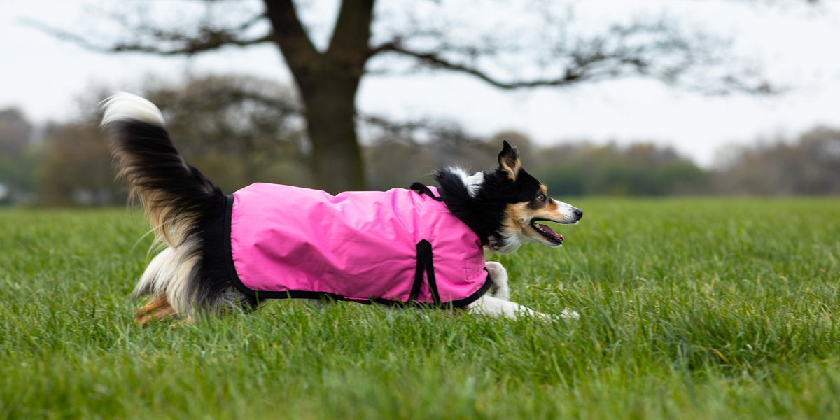 All Seasons Waterproof Dog Coat in Pink Walksters