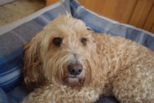 Load image into Gallery viewer, Buckingham Luxury Fabric Dog Bed in Grey & Blue Check