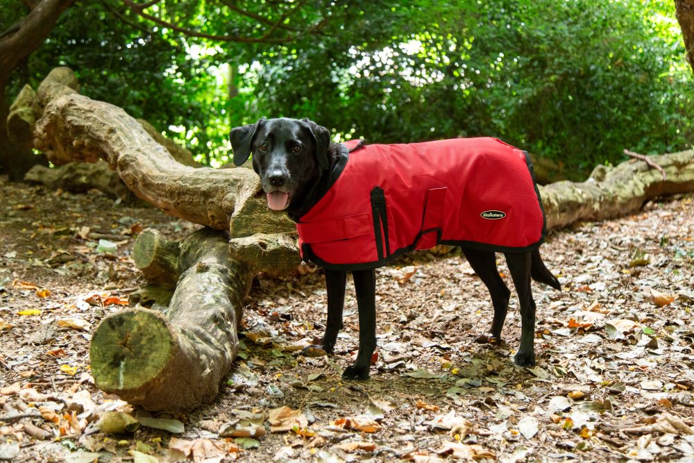 Dogs all in one on sale waterproof