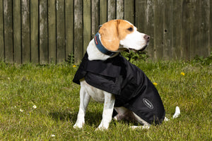 All Seasons Waterproof Dog Coat in Black